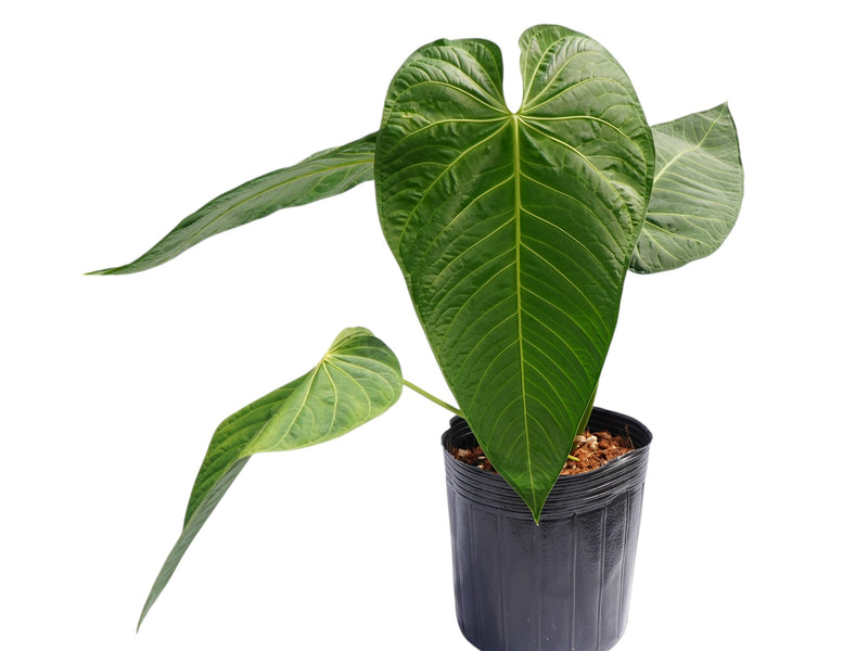 Anthurium villenaorum x Anthurium marmoratum