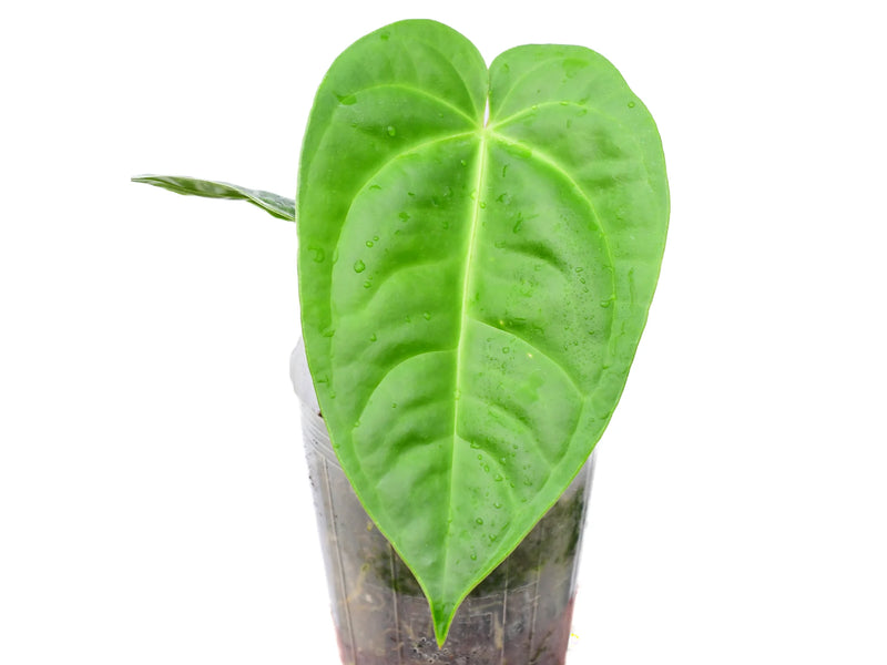 anthurium recavum Anthurium villenaorum x Anthurium recavum