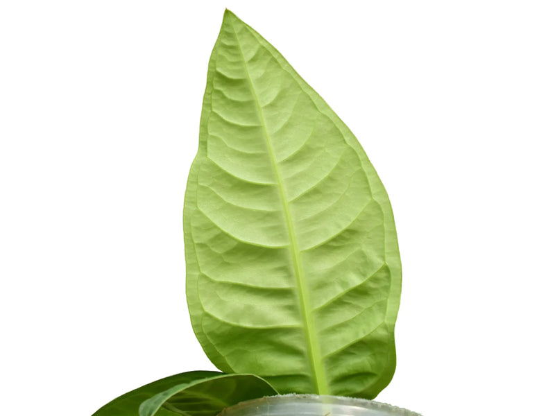 Anthurium Noble Ripple