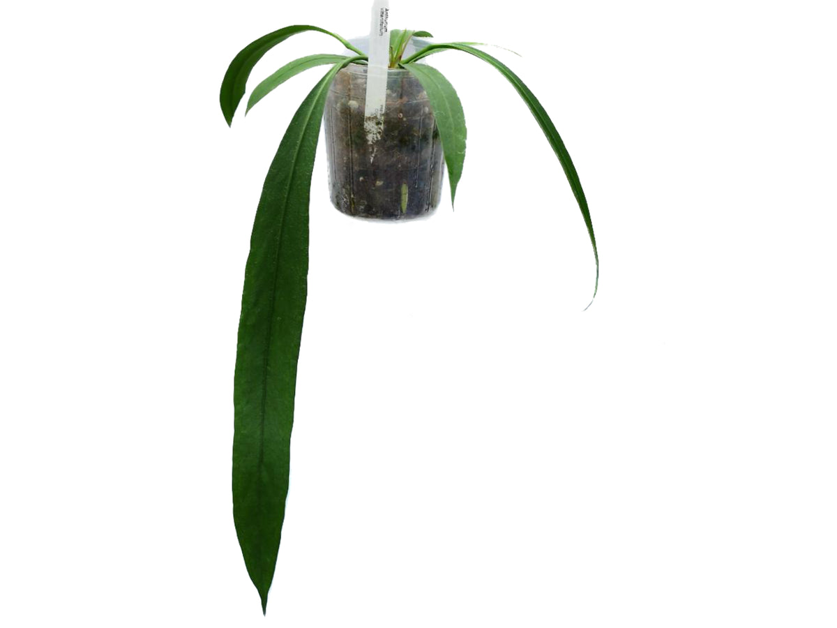 その他観葉植物 Anthurium Vittariifolium 003 Anthurium_vittariifolium_1200x