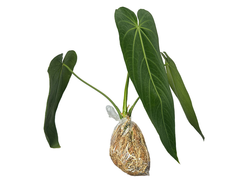 Anthurium warocqueanum 'Esmeralda'