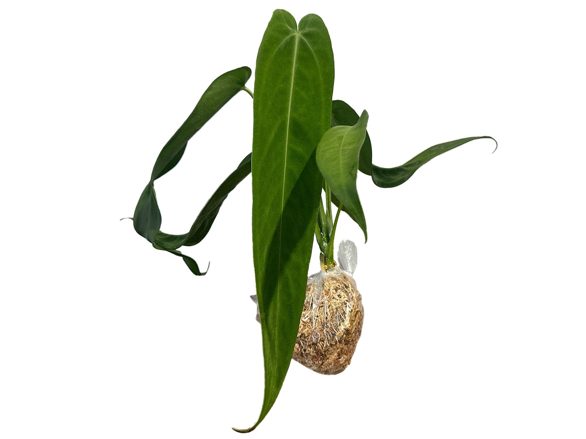 152 warocqueanum Esmeraldaアンスリウム Anthurium warocqueanum 'Esmeralda' (seedling) — Ecuagenera