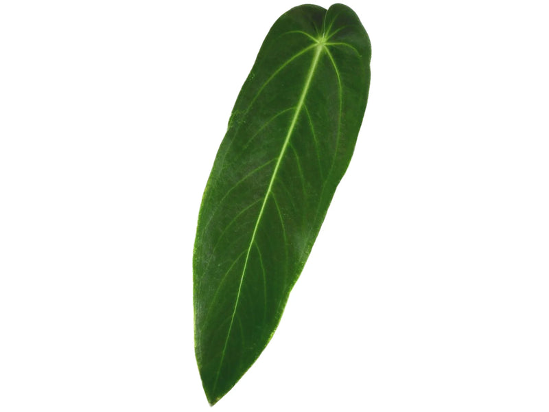 Anthurium warocqueanum 'Esmeralda' — Ecuagenera Orquídeas del Ecuador