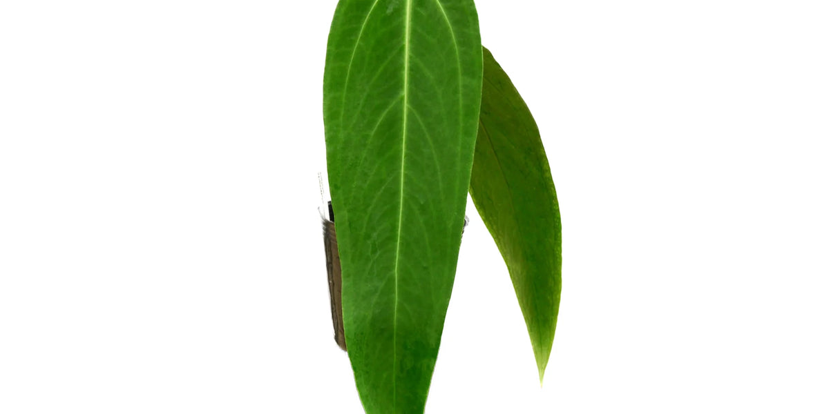 Anthurium warocqueanum 'Esmeralda' – Intermediate Velvety