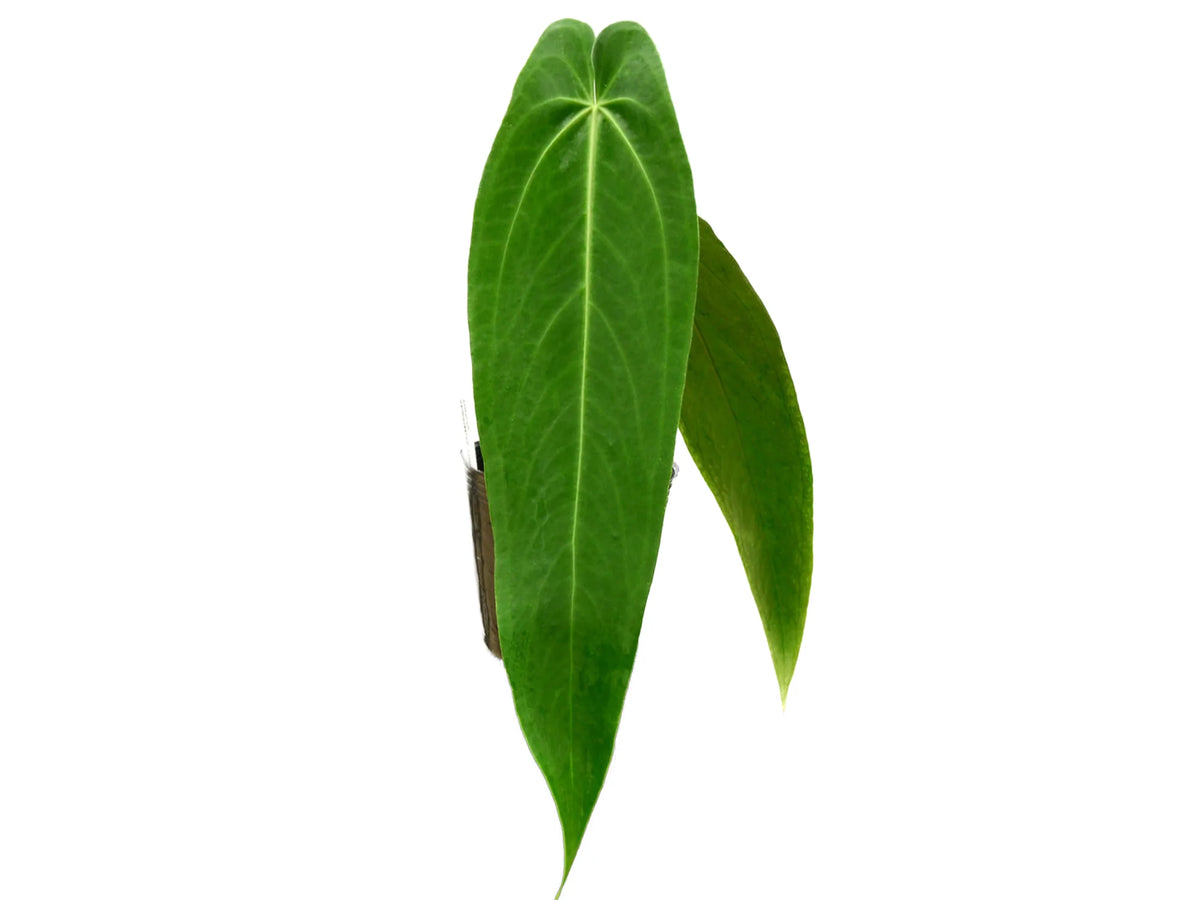 152 warocqueanum Esmeraldaアンスリウム Anthurium warocqueanum 'Esmeralda' — Ecuagenera Orquídeas del Ecuador