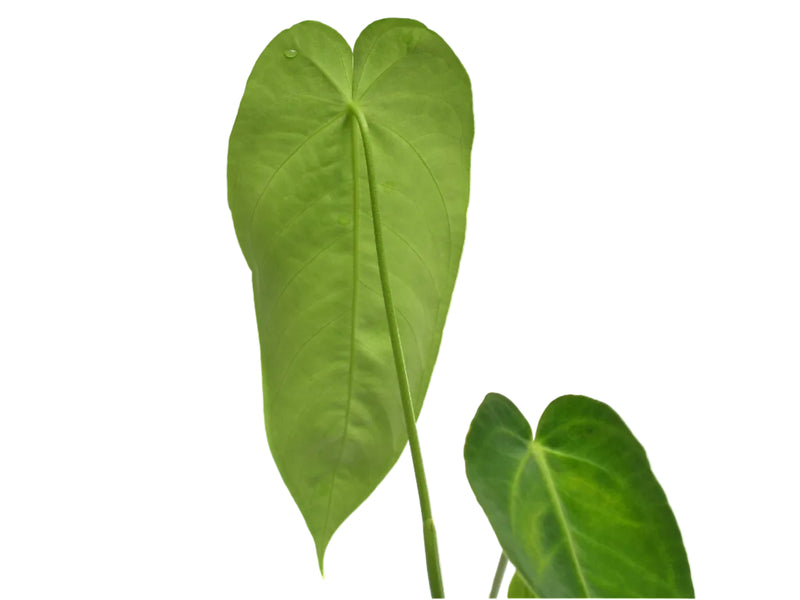 anthurium angamarcanum 1 Anthurium Beautiful Esmeralda