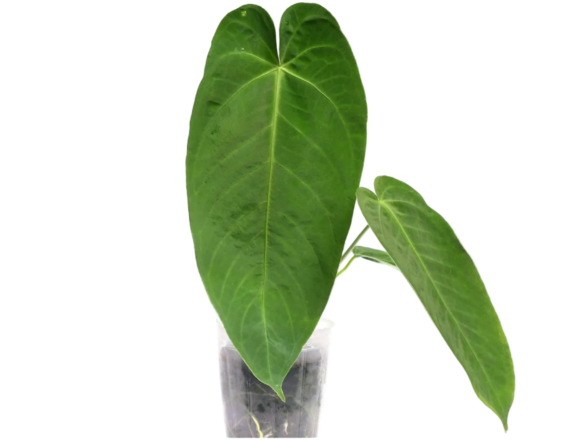 anthurium angamarcanum aff esmeraldas Anthurium Beautiful Esmeralda