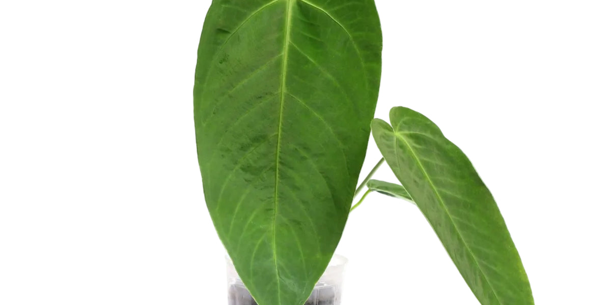 anthurium angamarcanum type Anthurium Beautiful Esmeralda – Intermediate Hybrid Anthurium — Ecuagenera  Orquídeas del Ecuador