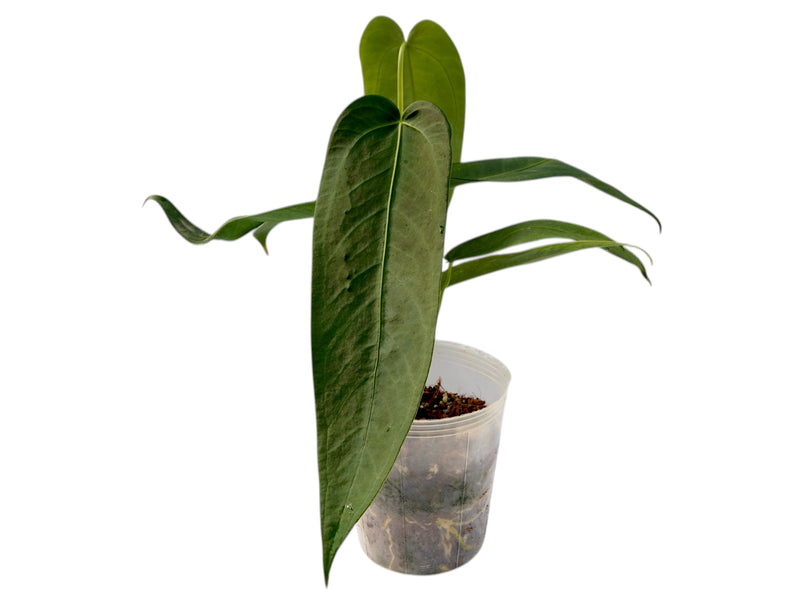 Anthurium warocqueanum 'Green Zafire'