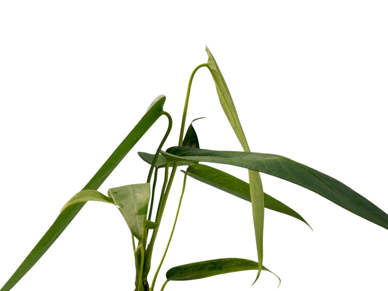 Anthurium warocqueanum 'Green Zafire'