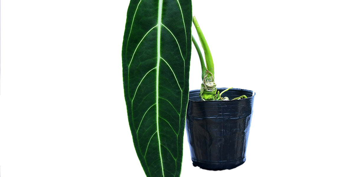 anthurium warocqueanum for sale Anthurium warocqueanum (medium) — Ecuagenera Orquídeas del Ecuador