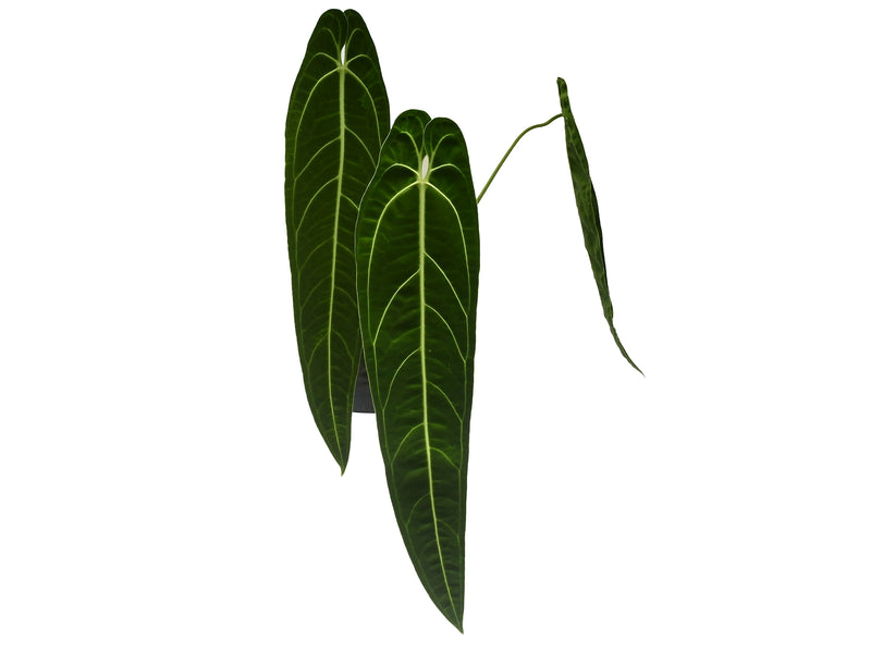 anthurium warocqueanum uk Anthurium warocqueanum 'Big'