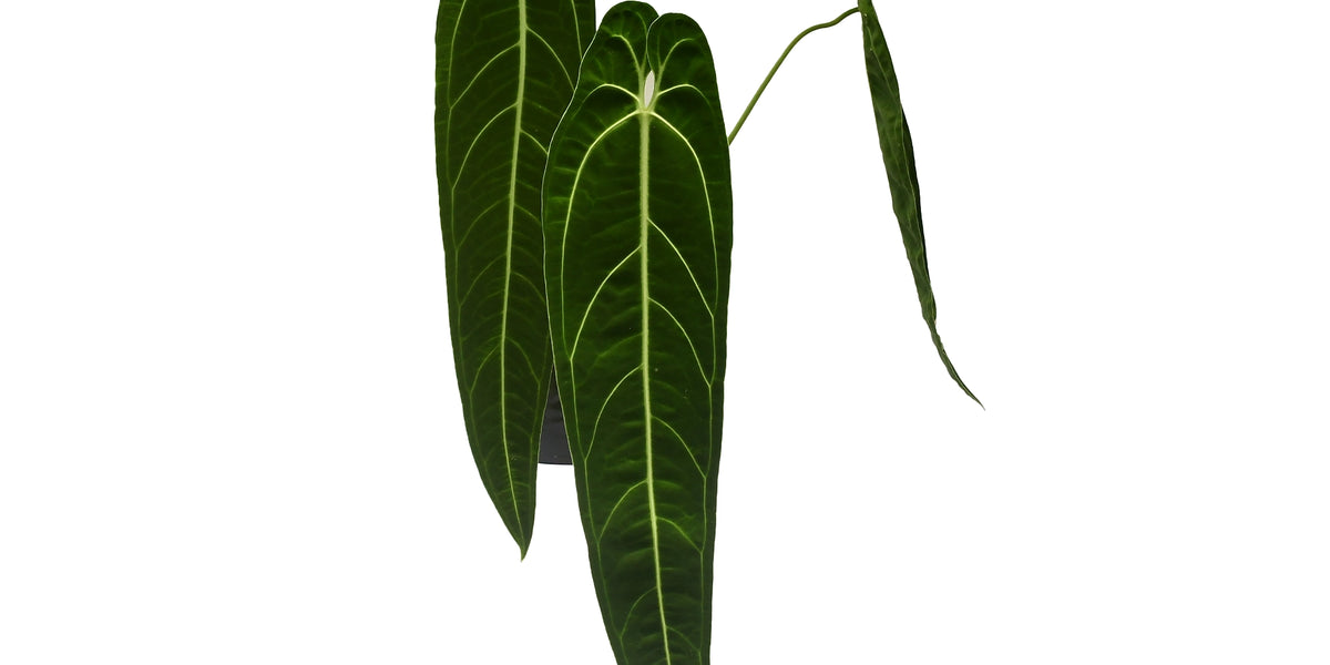Anthurium warocqueanum 'Big'