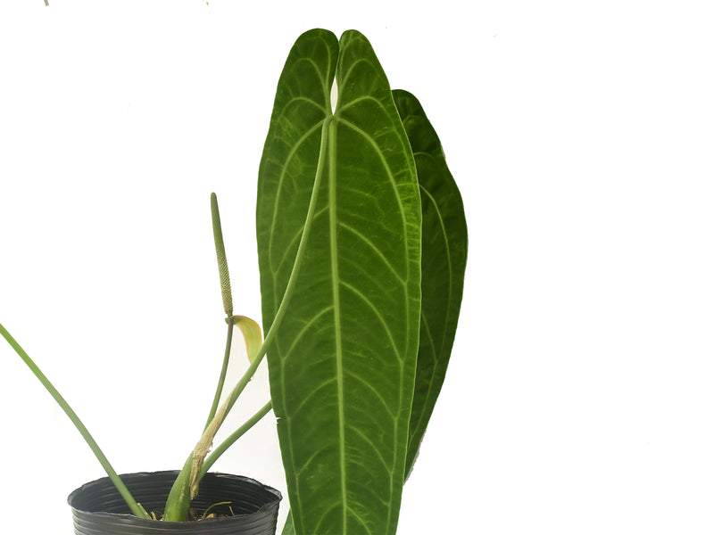 anthurium pohora warga Anthurium warocqueanum 'Big'