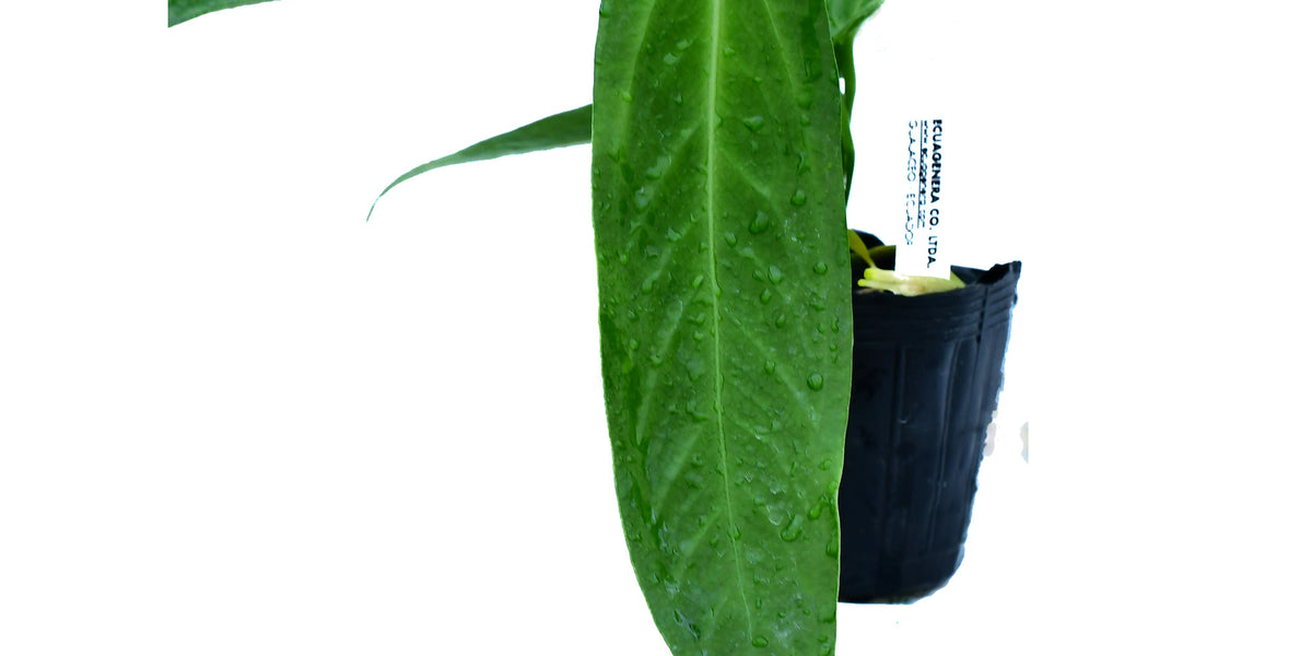 anthurium esmeralda Anthurium warocqueanum 'Esmeralda' Seedling – Intermediate Velvety Anthurium — Ecuagenera Orquídeas del Ecuador