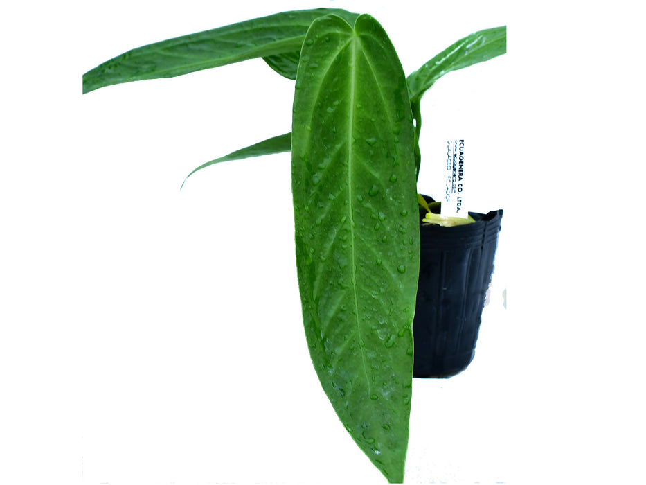 Anthurium warocqueanum 'Esmeralda'  (seedling)