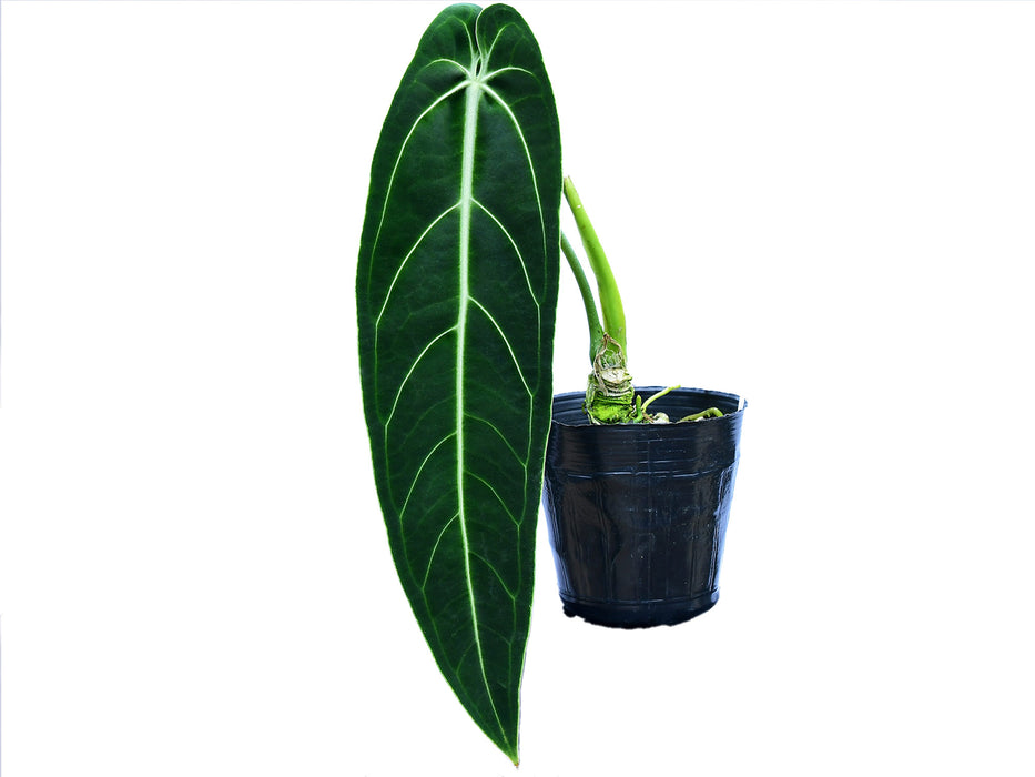 Anthurium warocqueanum (medium)