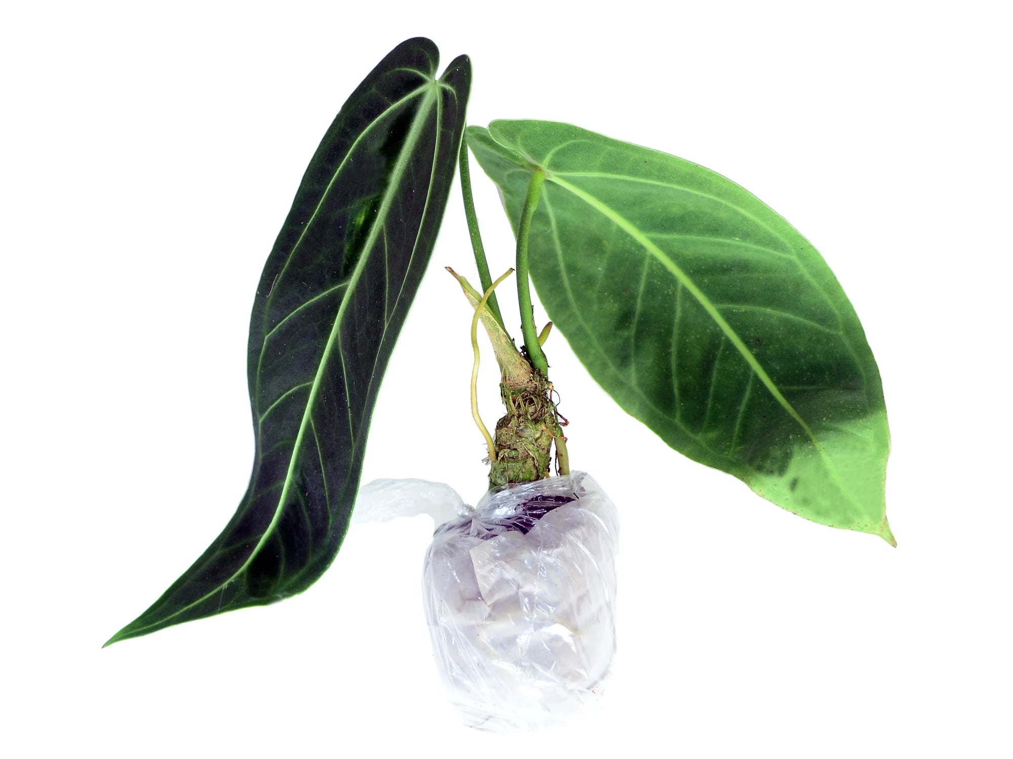 Ecuageneraus Anthurium warocqueanum - Thumbnail 2
