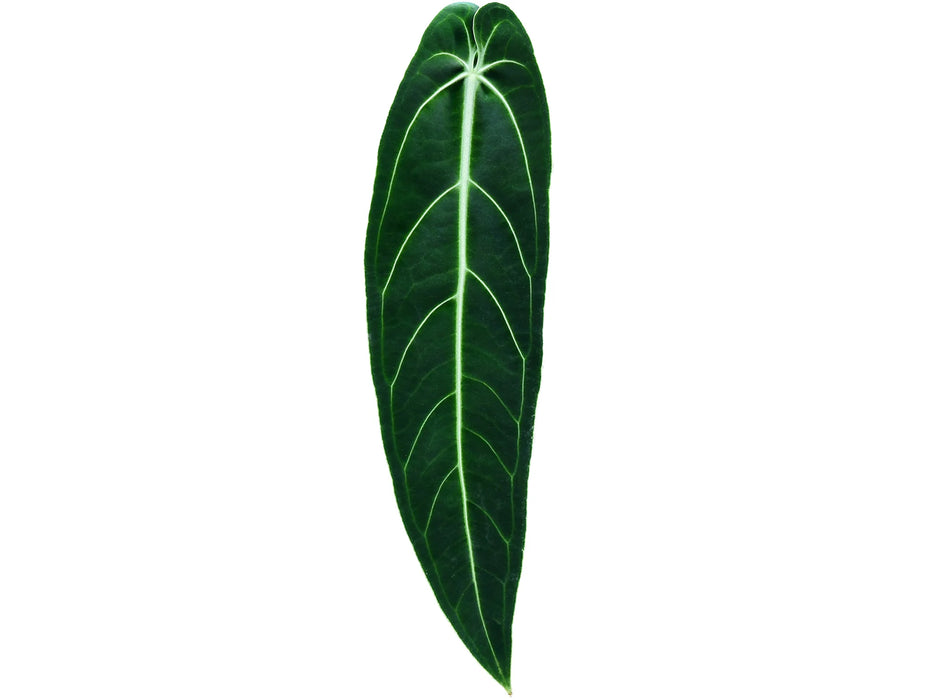 Anthurium warocqueanum (medium)