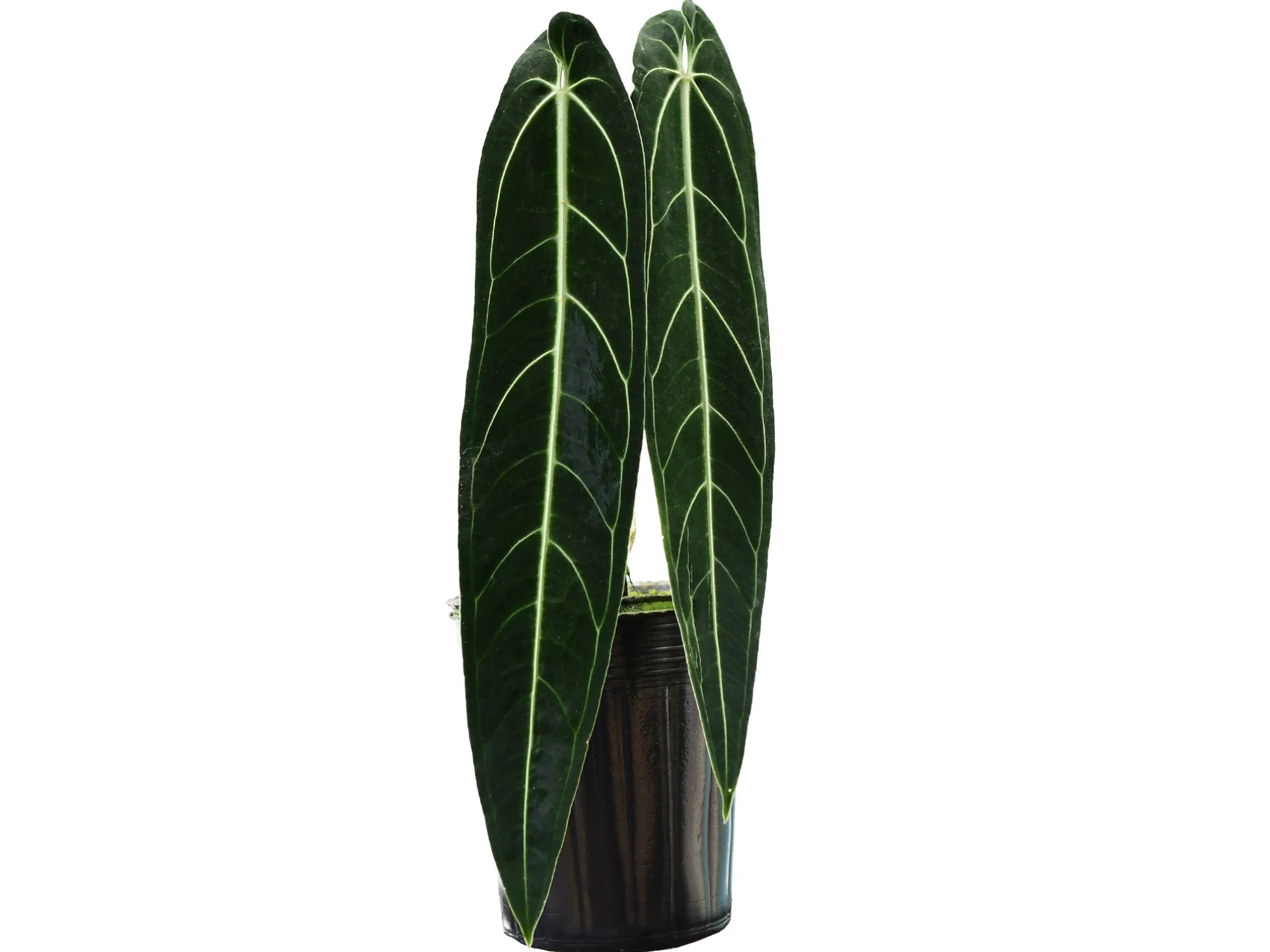 Anthurium warocqueanum — Ecuagenera Orquídeas del Ecuador Anthurium warocqueanum — Ecuagenera Orquídeas del Ecuador