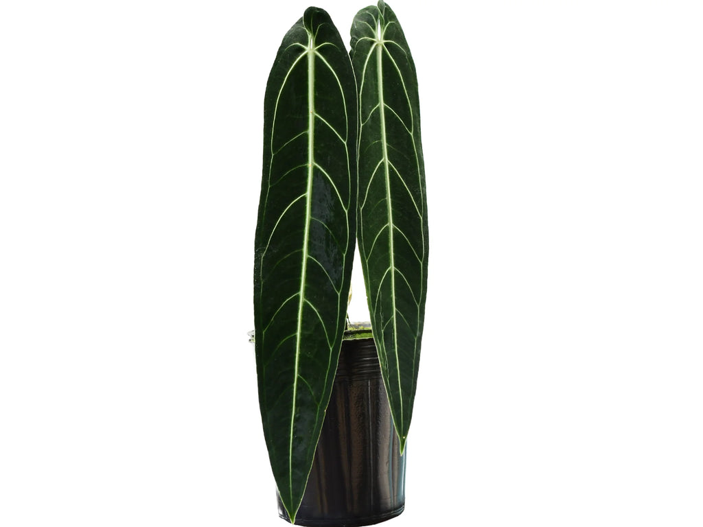 Anthurium warocqueanum — Ecuagenera Orquídeas del Ecuador