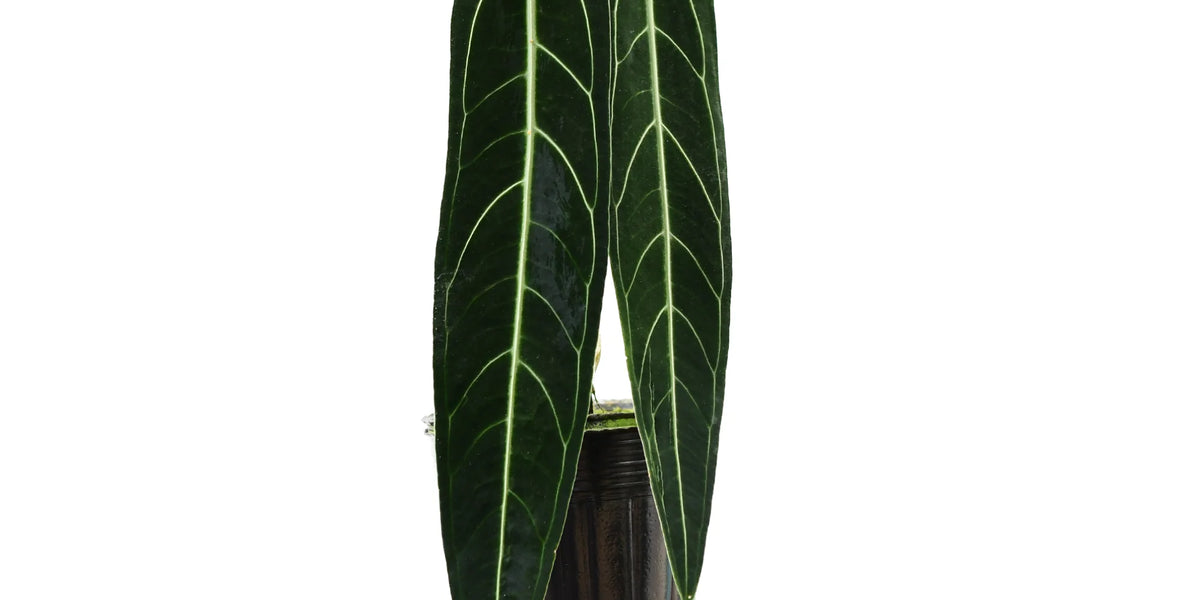 その他観葉植物 Anthurium warocqueanum dark narrow form Queen Anthurium Warocqueanum (Rare Aroid-Dark Form 2C)