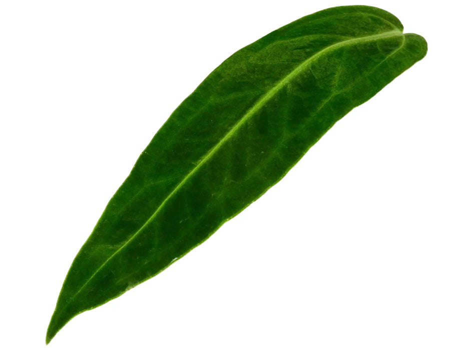 Anthurium warocqueanum (seedling)