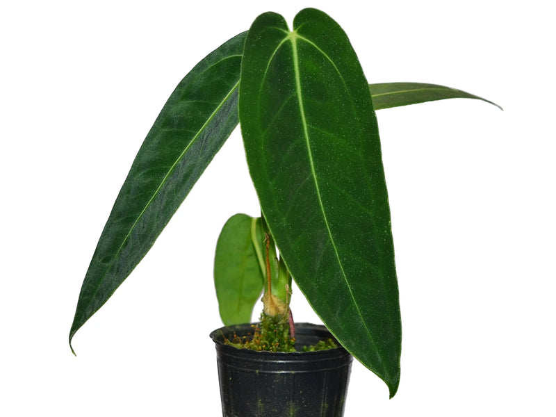 anthurium warocqueanum forms Anthurium warocqueanum Seedling – Velvet Anthurium