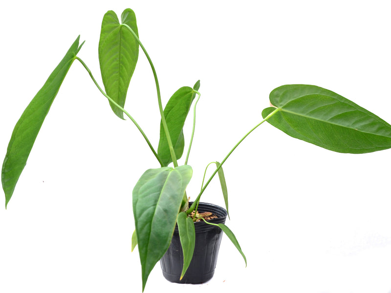 Anthurium warocqueanum x Anthurium rugulosum 'Crinitum'