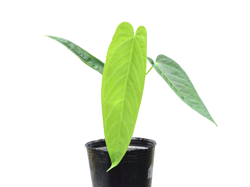 Anthurium warocqueanum x Anthurium rugulosum 'Crinitum'