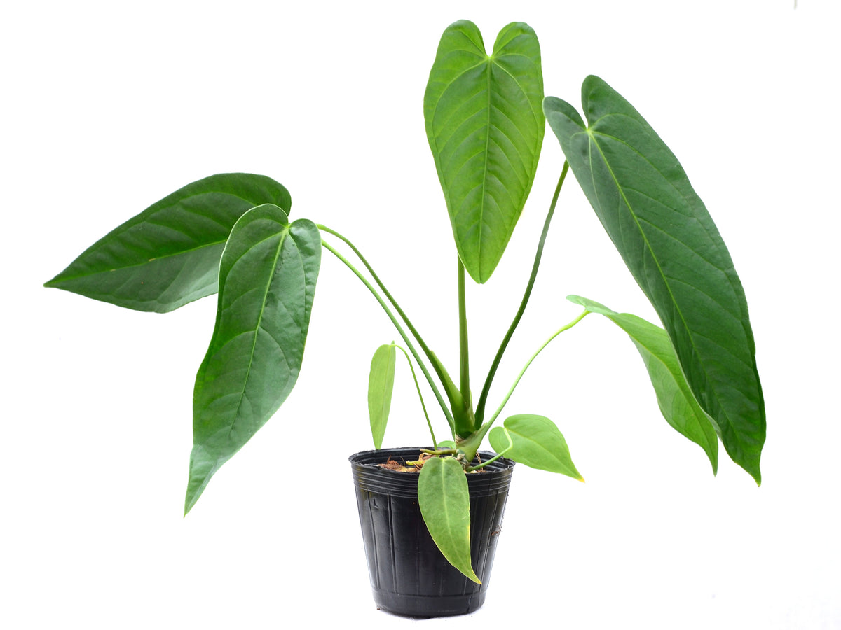 Anthurium warocqueanum x Anthurium rugulosum 'Crinitum'