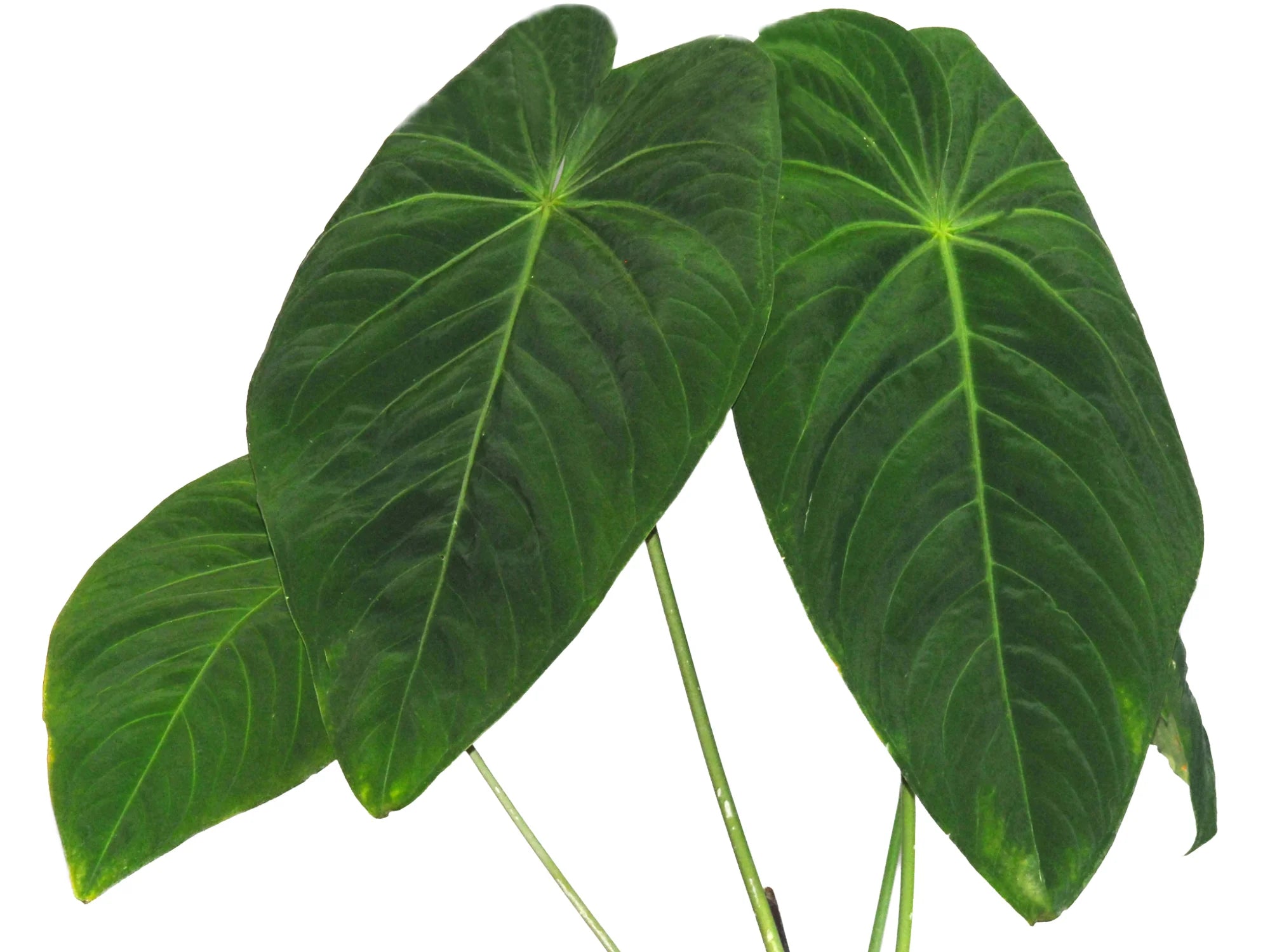 anthurium waterburyanum Anthurium waterburyanum