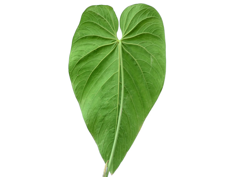 anthurium native land Anthurium waterburyanum