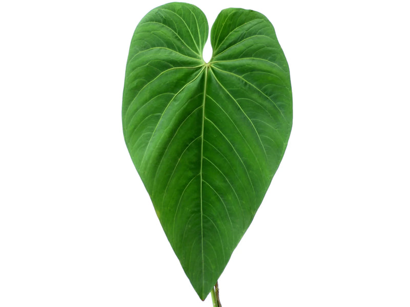 anthurium dominicense Anthurium waterburyanum