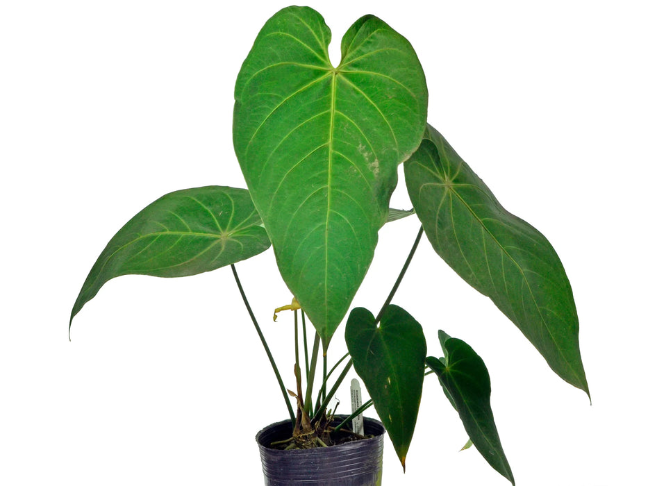 Anthurium waterburyanum