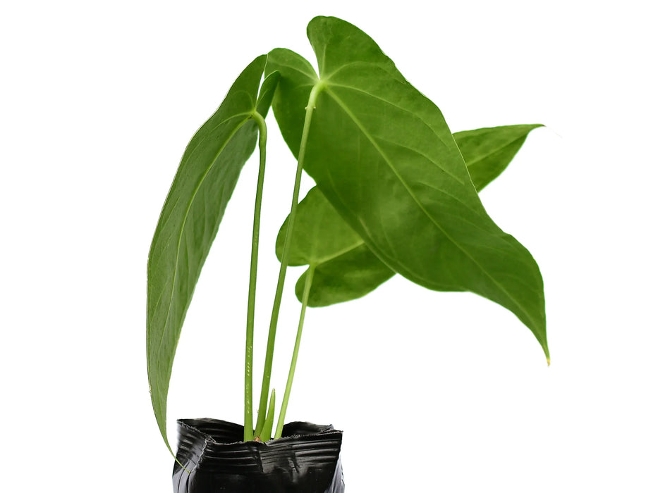 Anthurium waterburyanum (seedling)