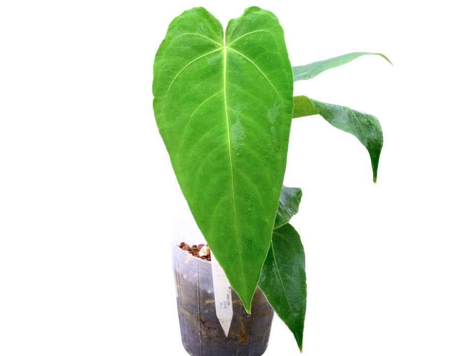 Anthurium waterburyanum (seedling)