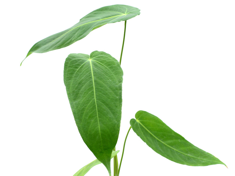 Anthurium waterburyanum x Anthurium marmoratum 2