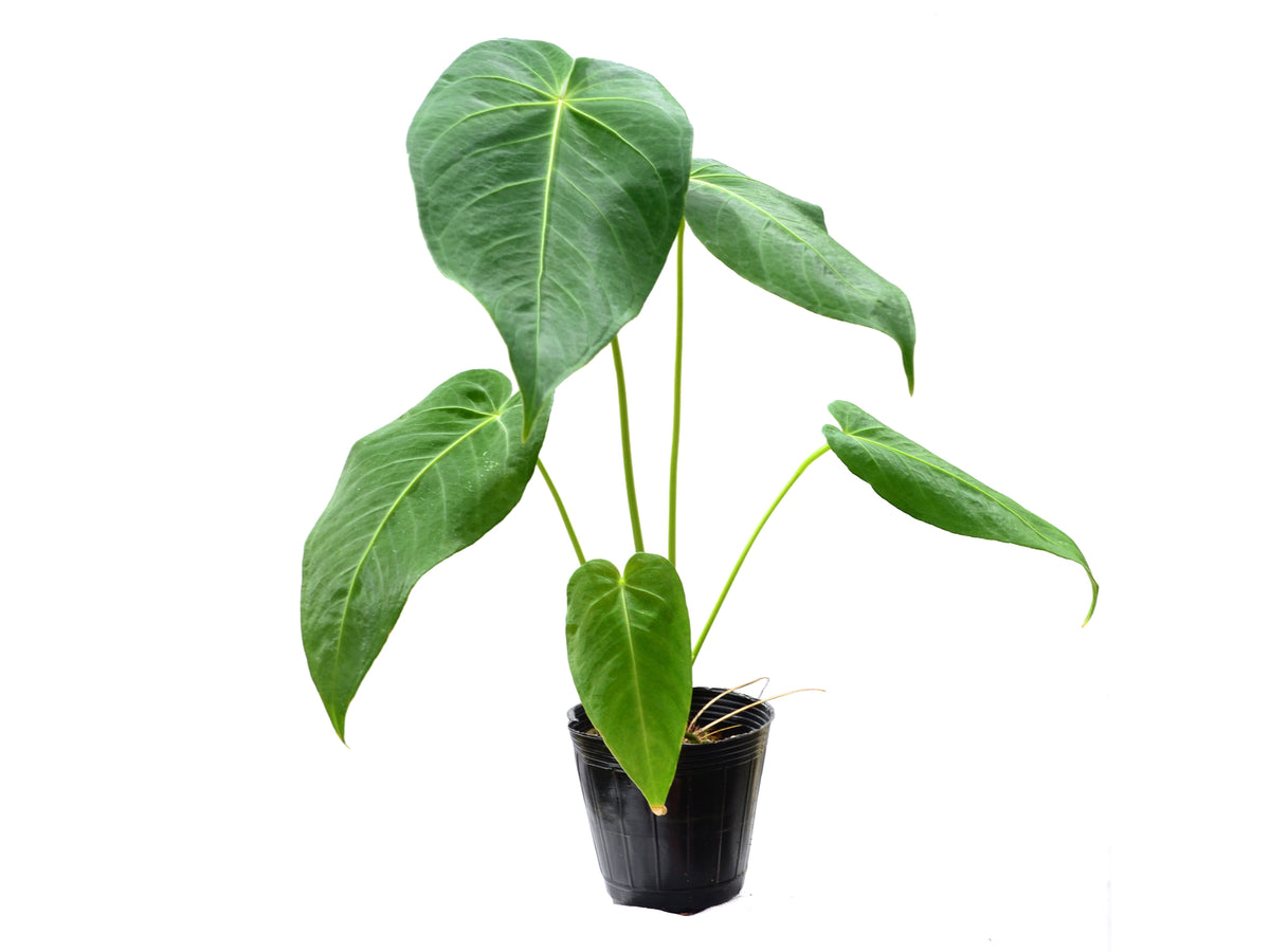 Anthurium waterburyanum x Anthurium marmoratum 2