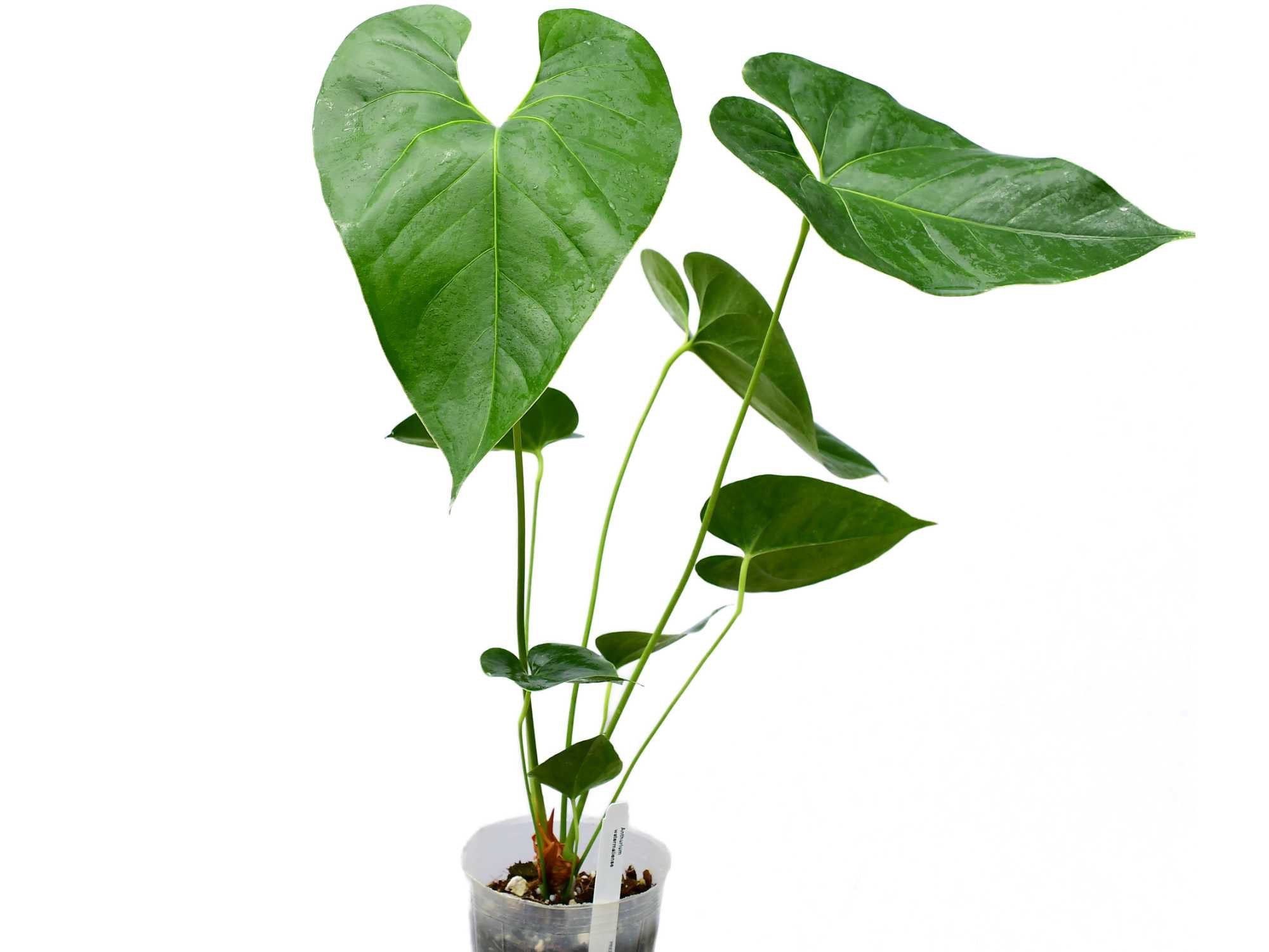 water anthurium Anthurium watermaliense — Ecuagenera Orquídeas del Ecuador