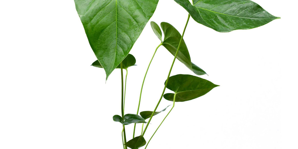 Anthurium watermaliense — Ecuagenera Orquídeas del Ecuador