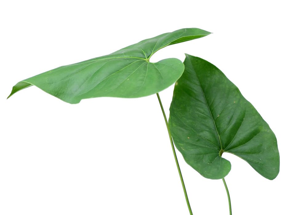 Anthurium watermaliense 1