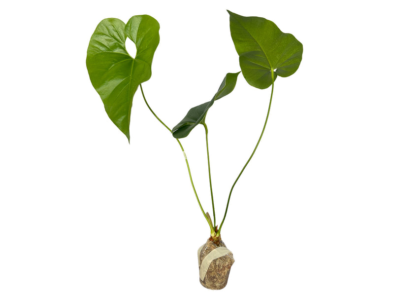 Anthurium watermaliense