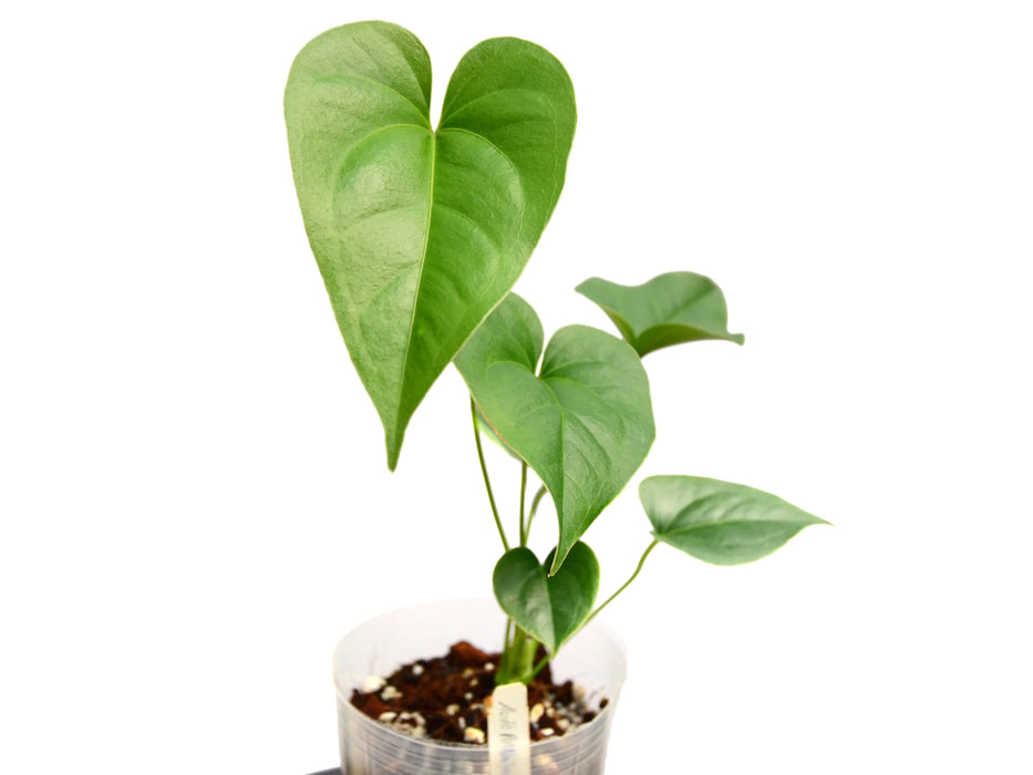 Anthurium watermaliense (seedling)