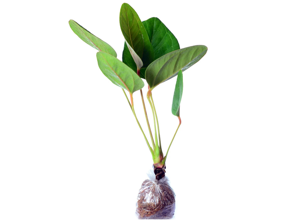 Anthurium weberbaueri