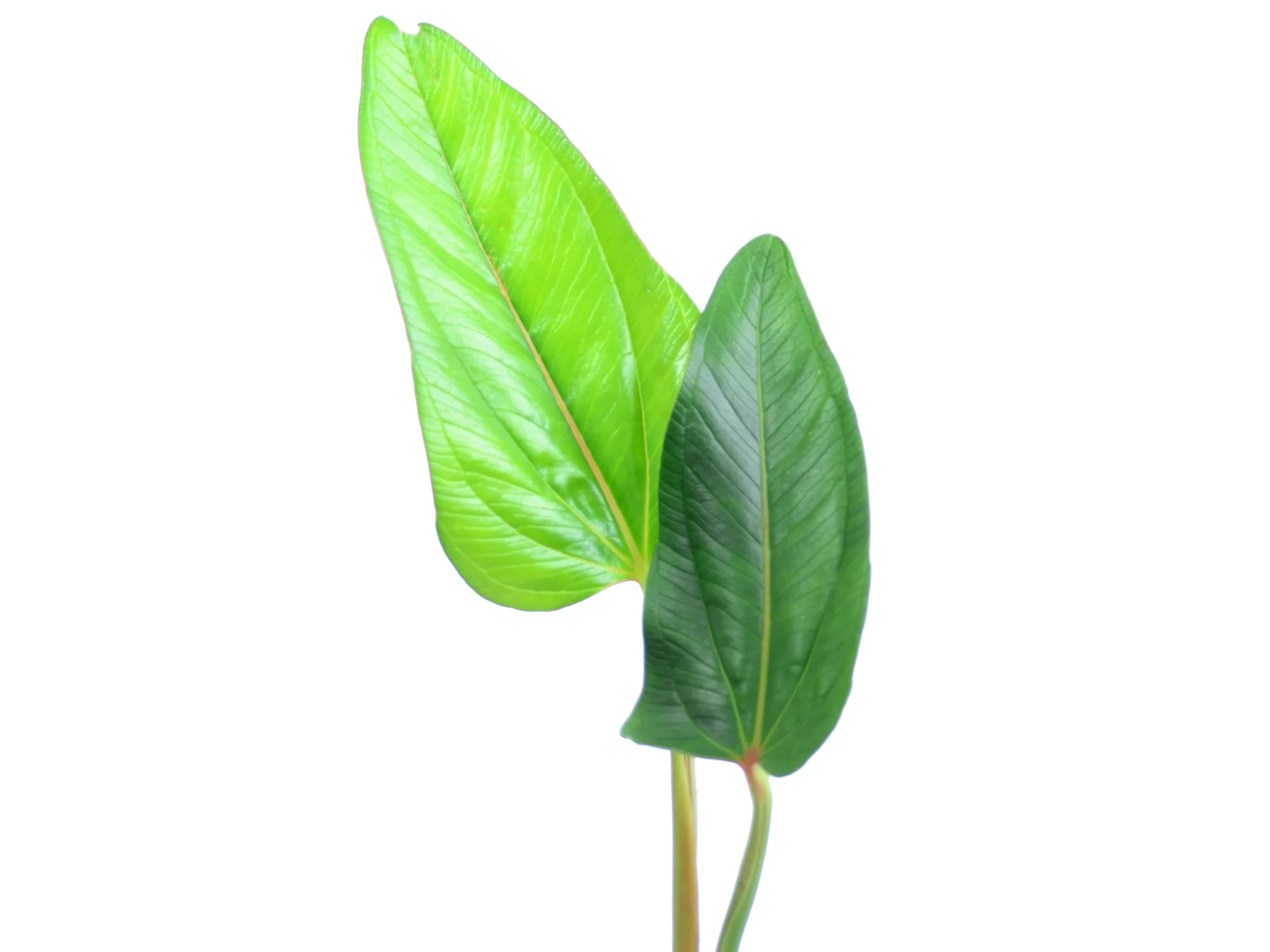 anthurium weberbaueri Anthurium weberbaueri