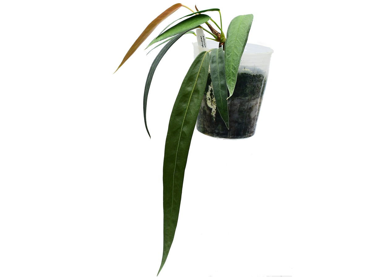 anthurium wendlingeri care Anthurium wendlingeri — Ecuagenera Orquídeas del Ecuador