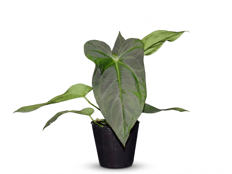 Anthurium Wonder x Anthurium Lightning