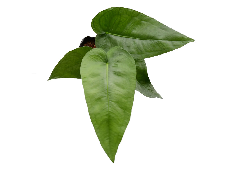 Anthurium xanthophylloides (seedling)