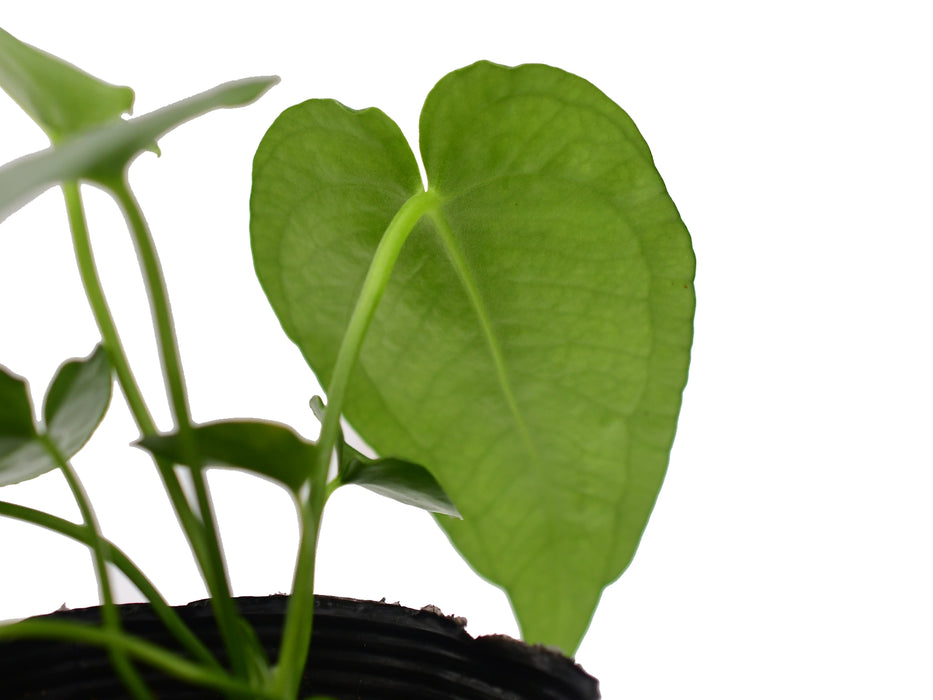 Anthurium xanthophylloides (seedling)